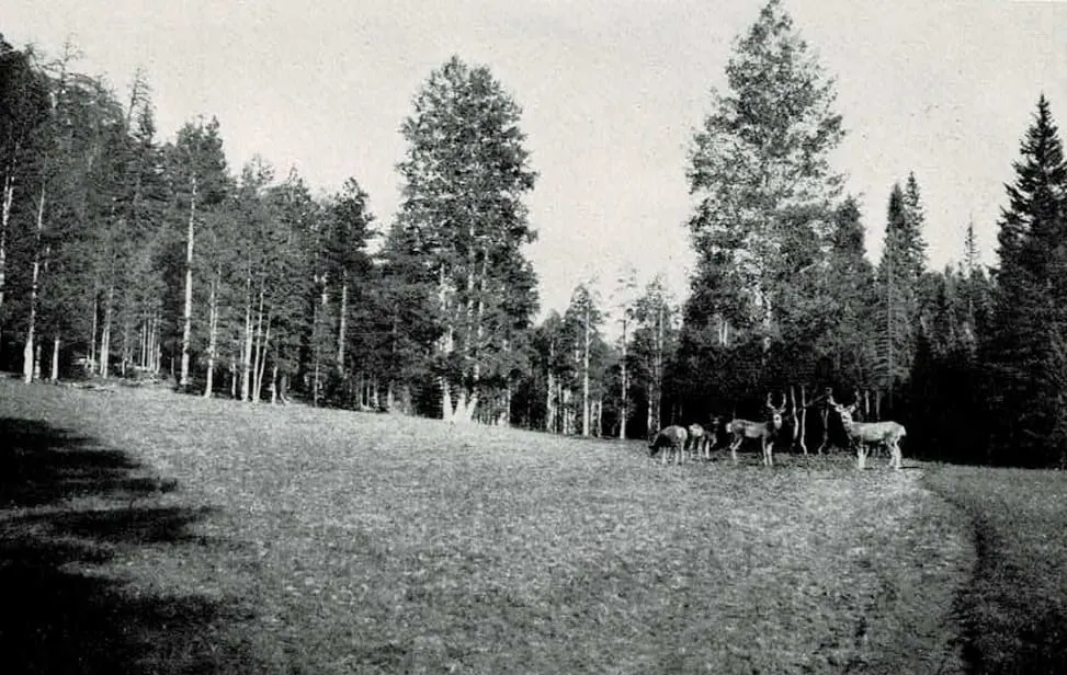 Deer grazing in the Kaibab Forest