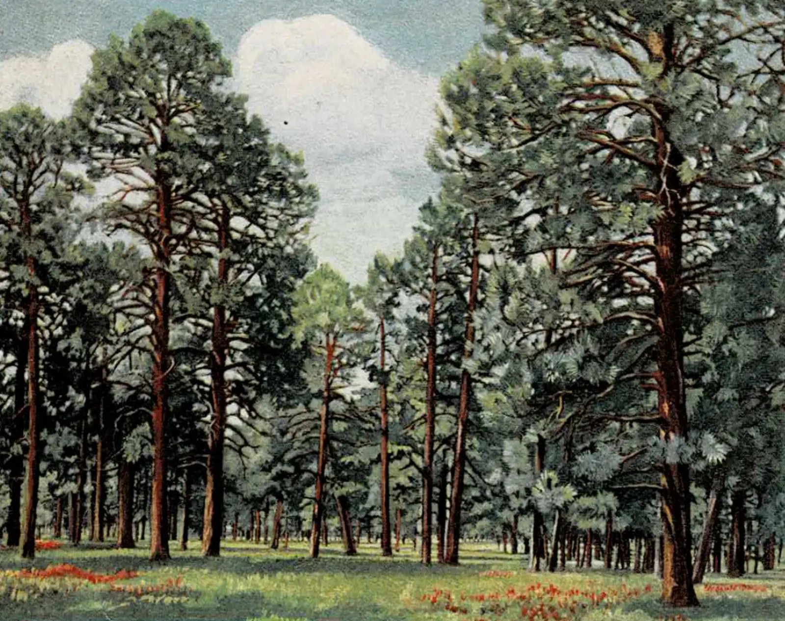 Forests of the Kaibab Plateau from the historic brochure