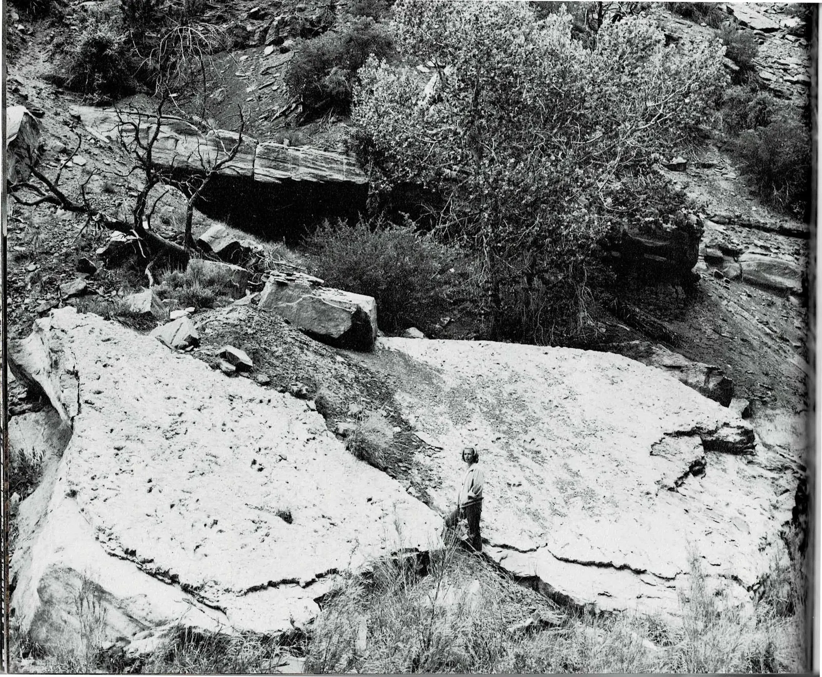 A two-page spread: at left, a full-bleed black and white photograph looking down on broad, pale sandstone slabs marked with large three-toed dinosaur tracks, a person standing beside them for scale; at right, a text column concluding a quoted description of Zion's towers and temples and opening a new passage on national parks and human impact, beside a black and white photograph of a tall waterfall pouring down a sheer canyon wall after a thunderstorm.
