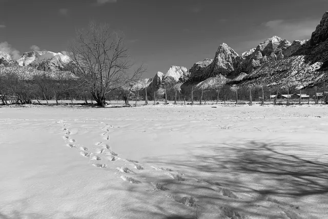 A line of animal tracks crossing an open snowfield toward a bare tree and distant peaks, in black and white