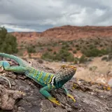 Eastern collared lizard, a similar-looking species not found in Zion