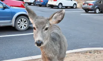 Mule deer in Zion canyon