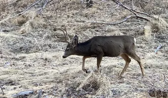 Deer near parking area, Zion National Park