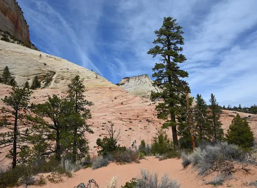 Pinyon pines and sandstone cliffs on the east side of Zion National Park