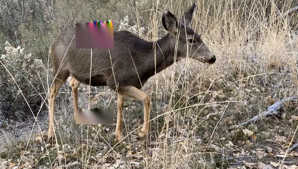 Deer at Zion National Park