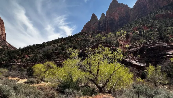 Bighorn sheep rams on red sandstone at Zion National Park