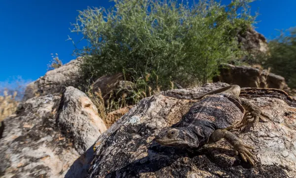 Common chuckwalla on rock, Zion National Park
