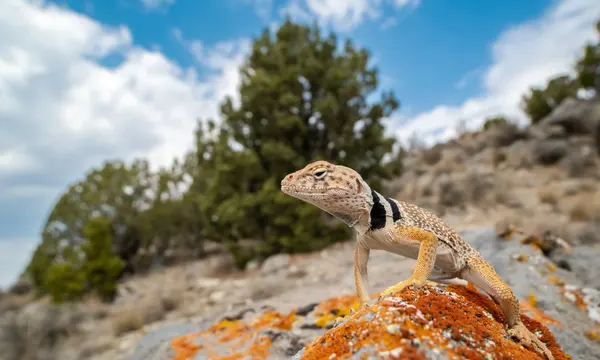 Great Basin collared lizard on sandstone, Zion National Park