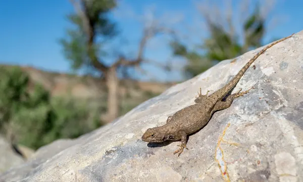 Plateau lizard on rock, Zion National Park