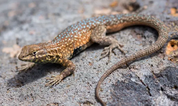 Side-blotched lizard, Zion National Park