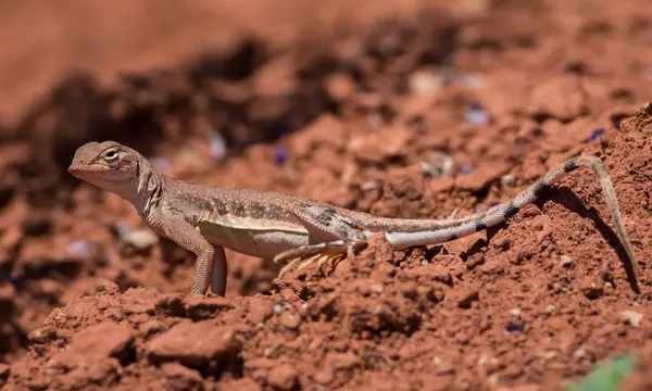 Zebra-tailed lizard, Zion National Park
