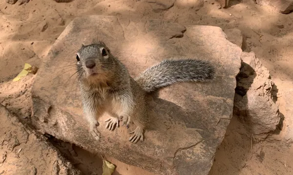 Rock squirrel at Zion National Park