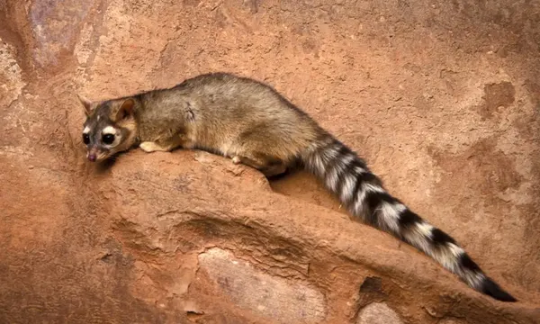 Ringtail on a rock at night, Zion National Park