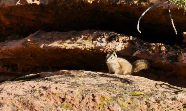 Cliff chipmunk on red sandstone, Zion National Park