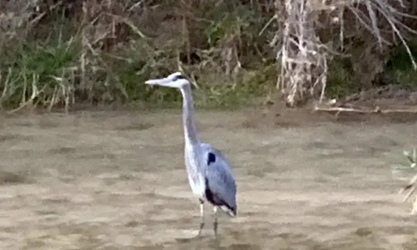 Great blue heron along the Virgin River, Zion National Park