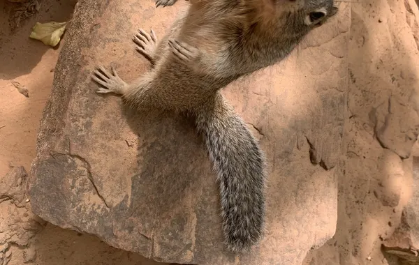 A rock squirrel resting on a sandstone slab in Zion National Park