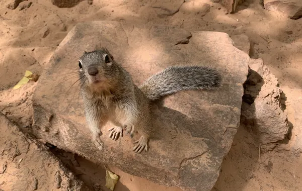 A rock squirrel perched on a sandstone slab, facing the camera, in Zion