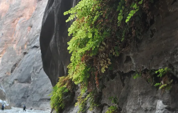 A hanging garden of ferns growing from a wet alcove wall above the canyon at Weeping Rock
