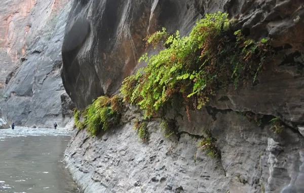 Ferns and moss hanging from a dripping alcove wall above the narrow canyon at Weeping Rock