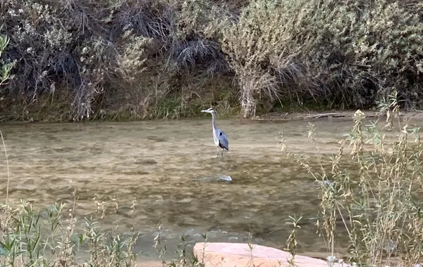 A great blue heron wading the Virgin River along the Pa'Rus Trail in Zion Canyon