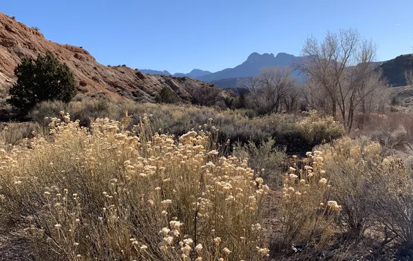 Southwest Desert - Zion National Park