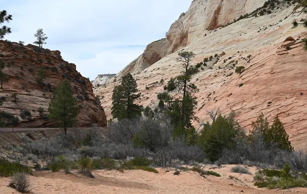 A highway curving below cross-bedded white and red sandstone cliffs in Zion