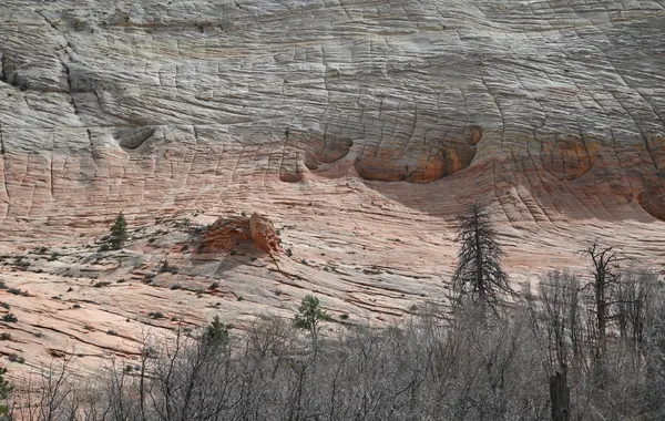 A cross-bedded sandstone cliff face with shallow alcoves above bare trees in Zion
