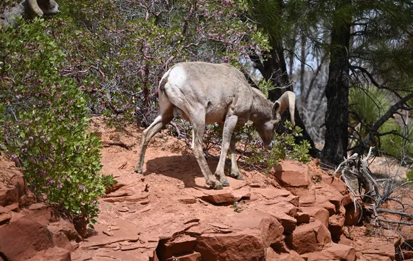 A desert bighorn sheep walking across red rock ledges on Zion's east side