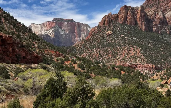 A desert bighorn ram standing on a red rock ledge below pale slickrock in Zion