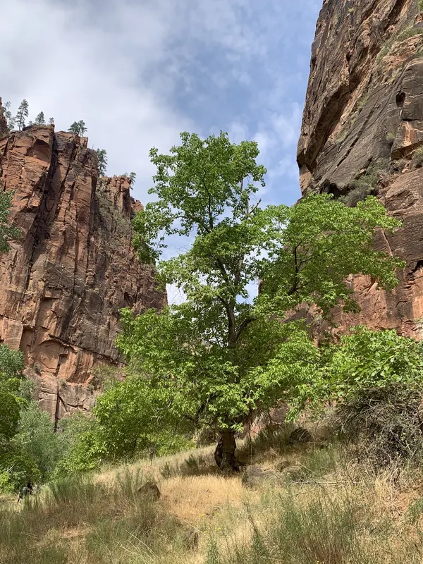 Zion region photography - Zion Canyon