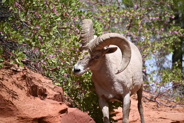Zion region photography - Wildlife