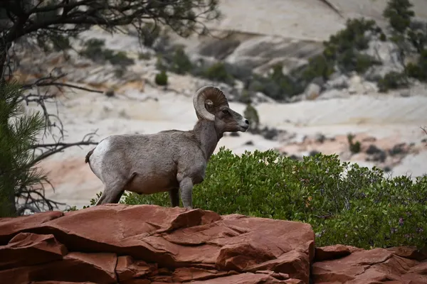 Zion region photography - Wildlife