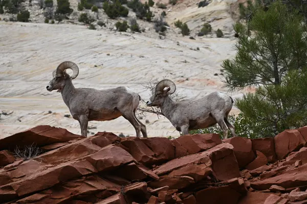 Zion region photography - Wildlife