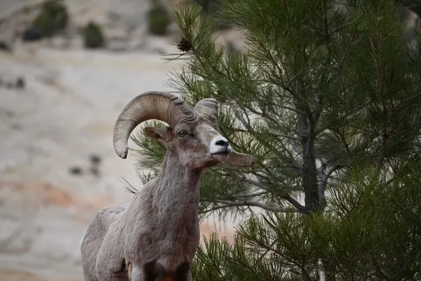 Zion region photography - Wildlife