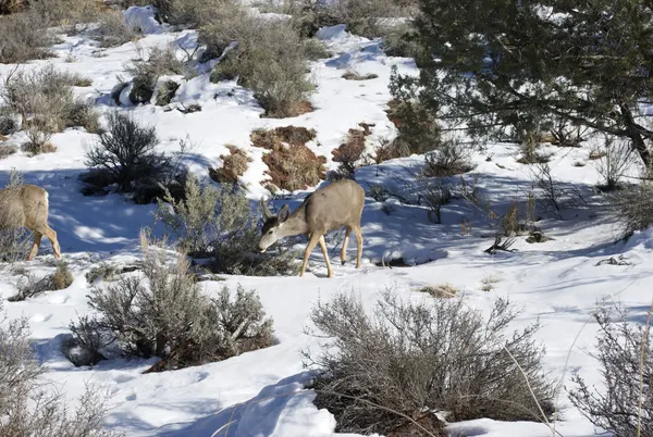 Zion region photography - Winter & Snow