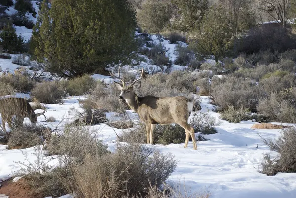 Zion region photography - Winter & Snow
