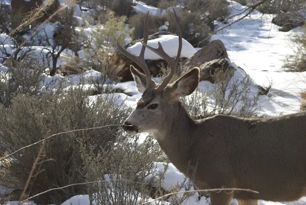 Zion region photography - Winter & Snow