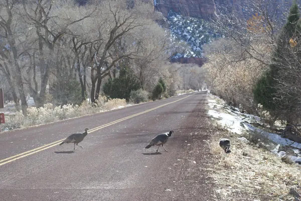 Zion region photography - Winter & Snow