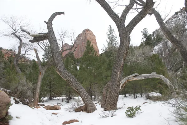 Zion region photography - Winter & Snow