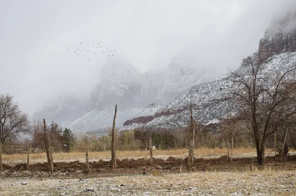 Zion region photography - Winter & Snow