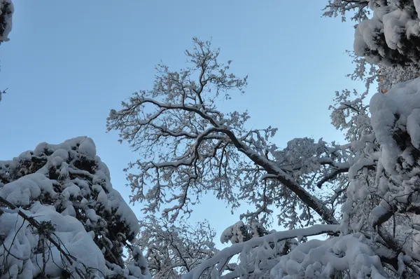 Zion region photography - Winter & Snow