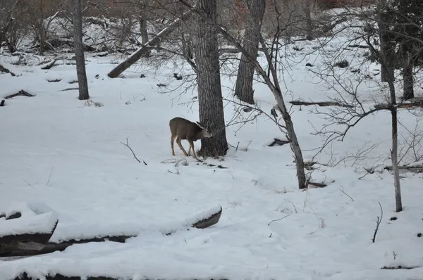Zion region photography - Winter & Snow