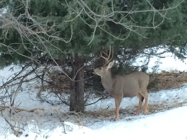 Zion region photography - Winter & Snow
