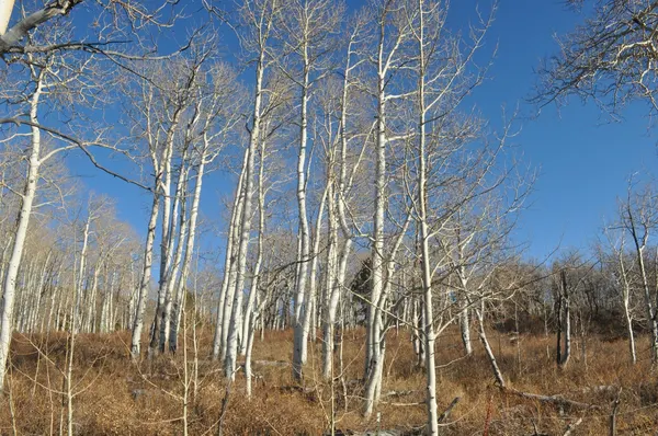 Zion region photography - Winter & Snow