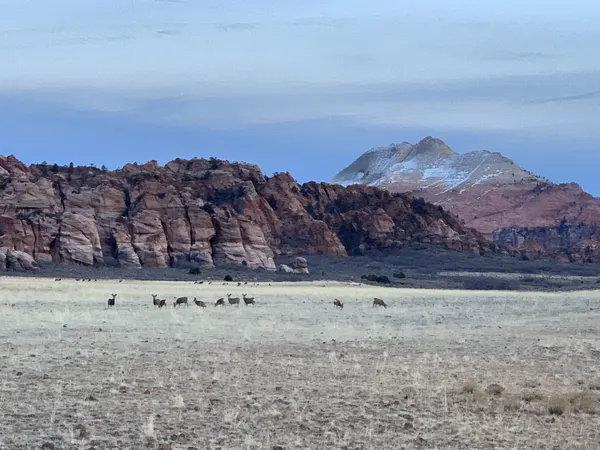 Zion region photography - Winter & Snow