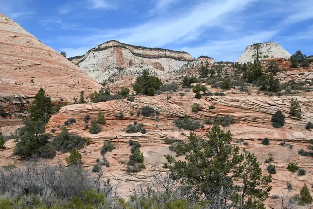 Sandstone slickrock and pine trees on the east side of Zion National Park