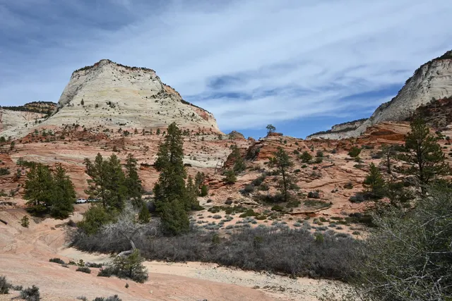 Rolling slickrock and pines on the east side of Zion