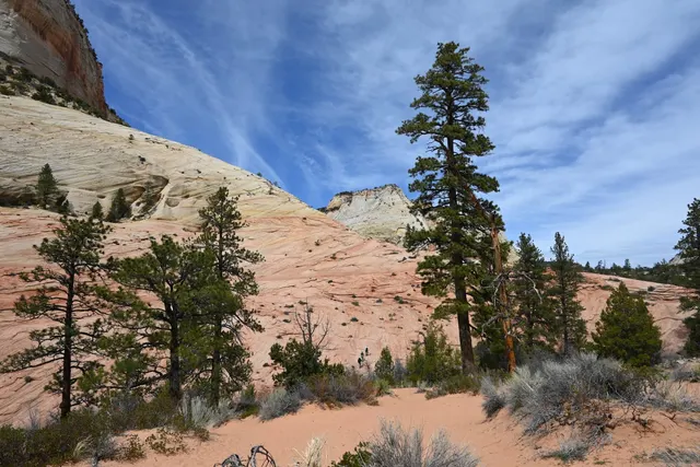 Pale slickrock slopes and pines on the east side of Zion National Park