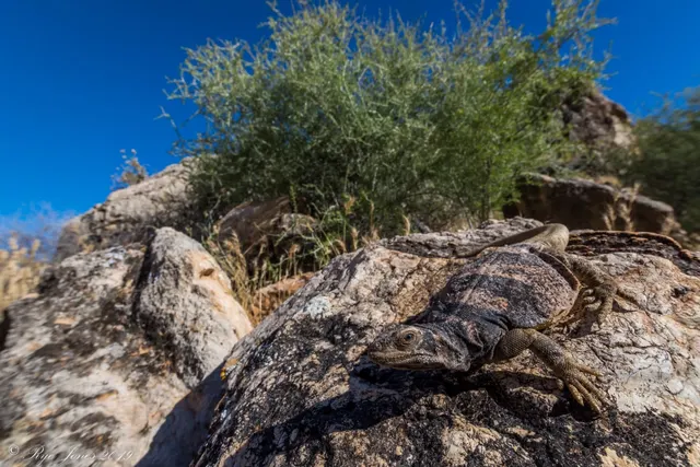 Common Chuckwalla at Zion National Park