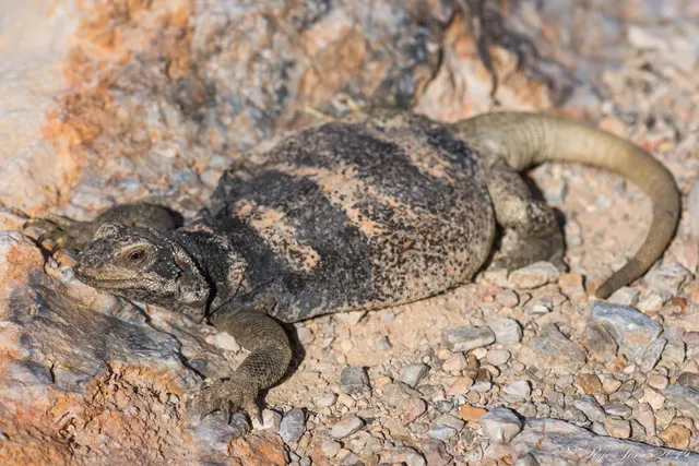 Common Chuckwalla at Zion National Park